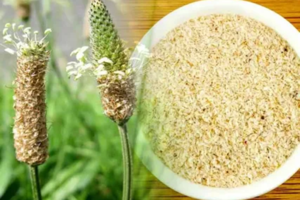 psyllium